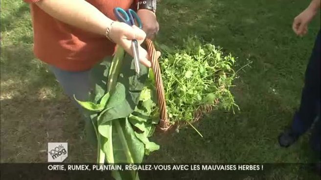 Ortie, rumex, plantain: régalez-vous avec les mauvaises herbes!