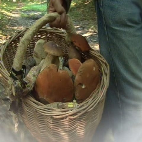 Cuisine : régalez-vous avec des champignons sans vous ruiner !