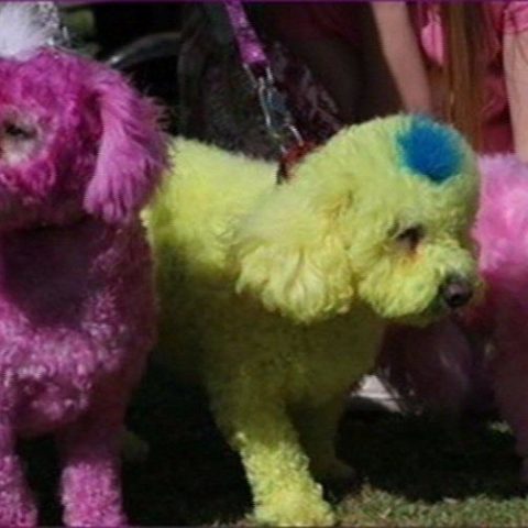 Insolite : la folie des teintures pour chiens !