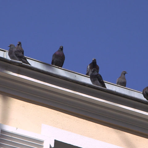 Guerre des pigeons sur la Côte d’Azur