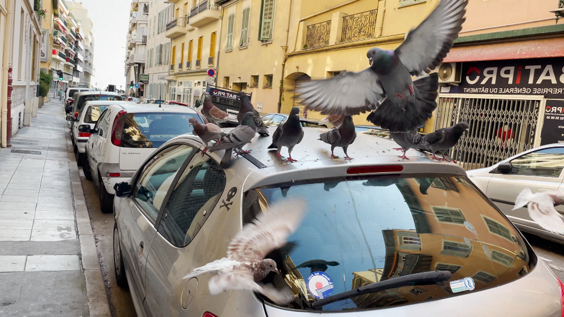 9 Mai 21 - M6 66 Minutes "Guerre Des Pigeons Sur La Côte D'Azur" à ...